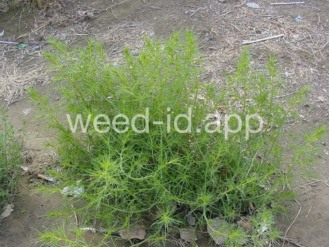 thistle, Russian